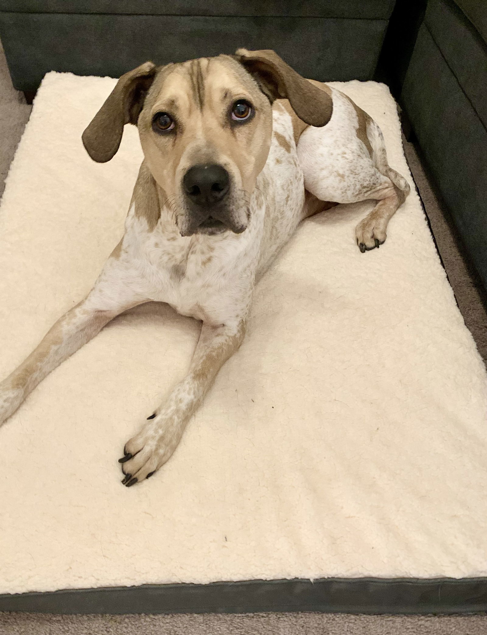 Randall-IN FOSTER
