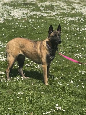 Meet Liza -- Your new adventure buddy About Liza Liza is a sweet loving and 