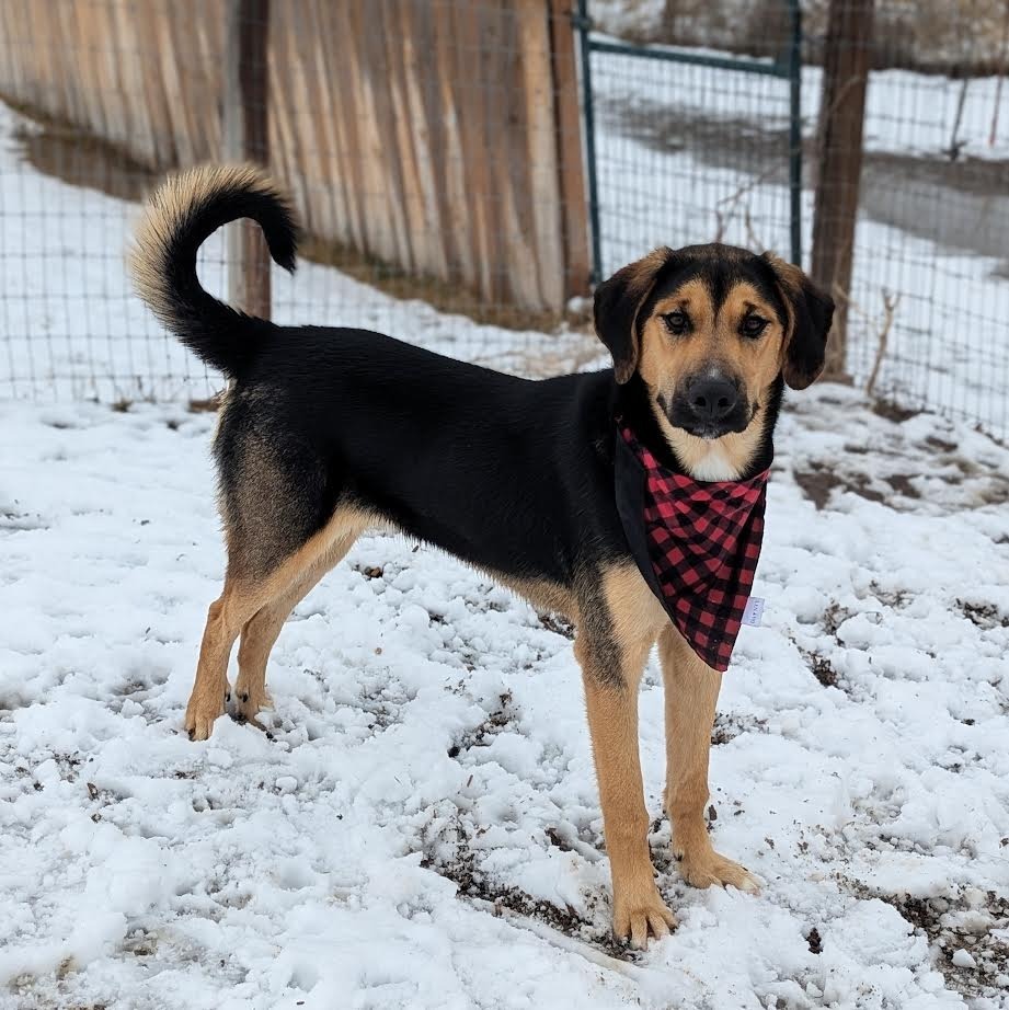 Cedar, an adoptable Shepherd in Logan, UT, 84323 | Photo Image 1