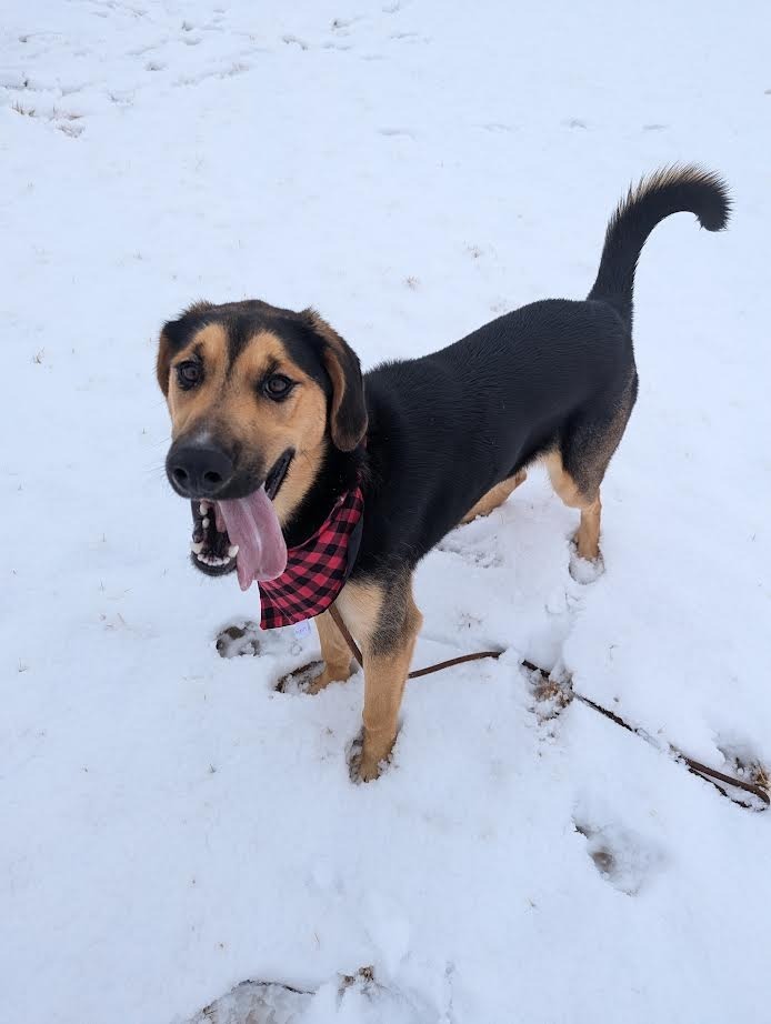 Cedar, an adoptable Shepherd in Logan, UT, 84323 | Photo Image 2