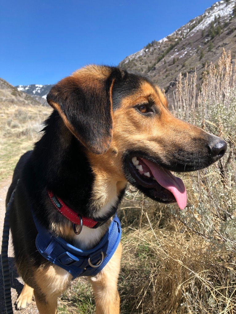 Cedar, an adoptable Shepherd in Logan, UT, 84323 | Photo Image 3