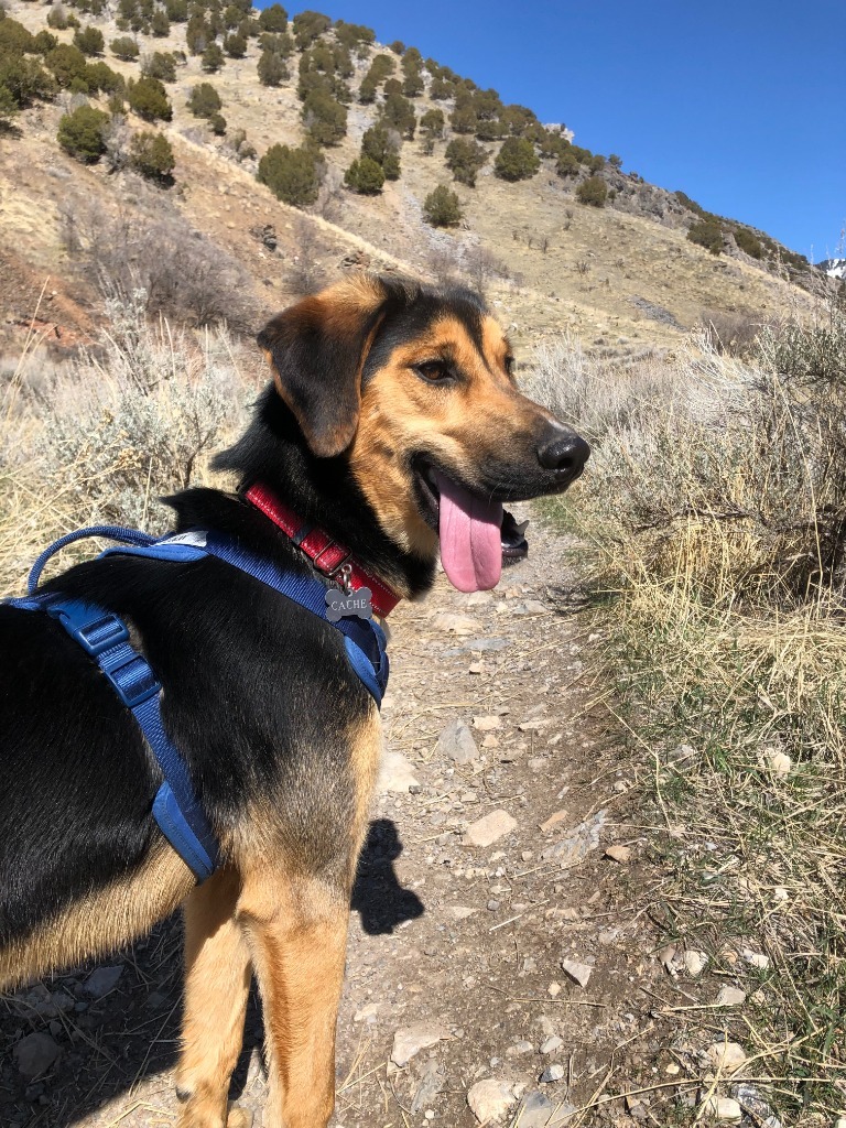 Cedar, an adoptable Shepherd in Logan, UT, 84323 | Photo Image 4