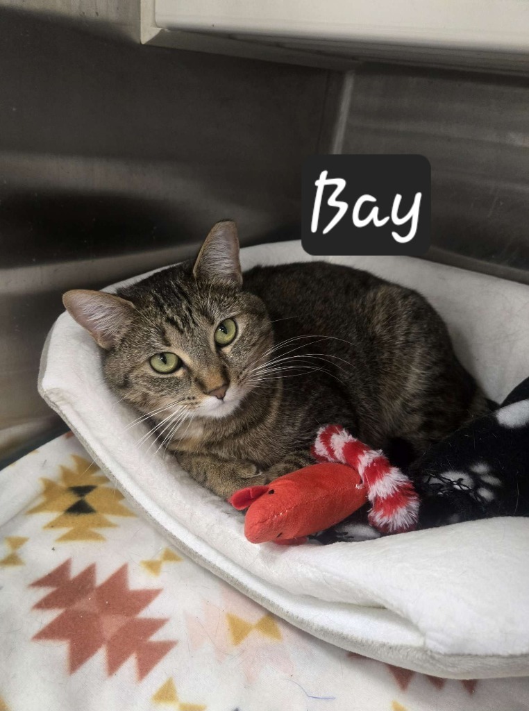 Bay, an adoptable Domestic Short Hair in Maumelle, AR, 72113 | Photo Image 1