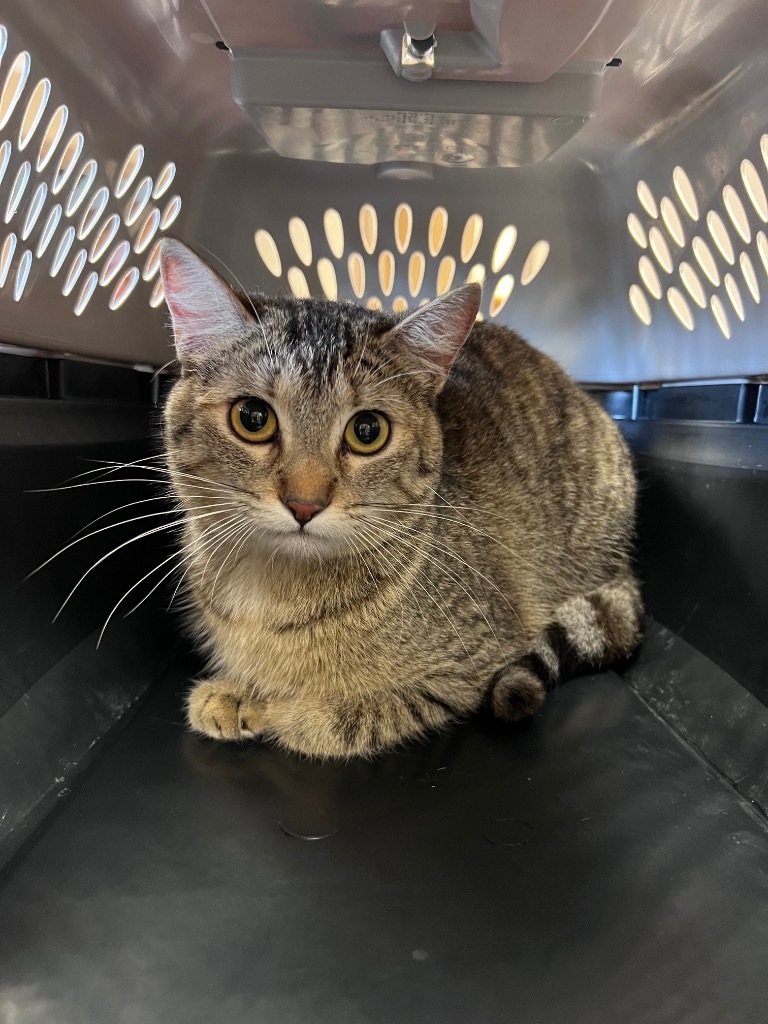 Bay, an adoptable Domestic Short Hair in Maumelle, AR, 72113 | Photo Image 2
