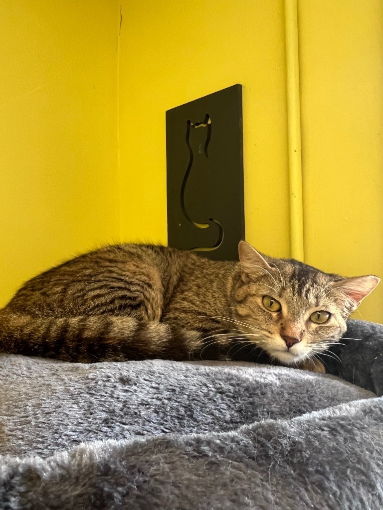 Bay, an adoptable Domestic Short Hair in Maumelle, AR, 72113 | Photo Image 3