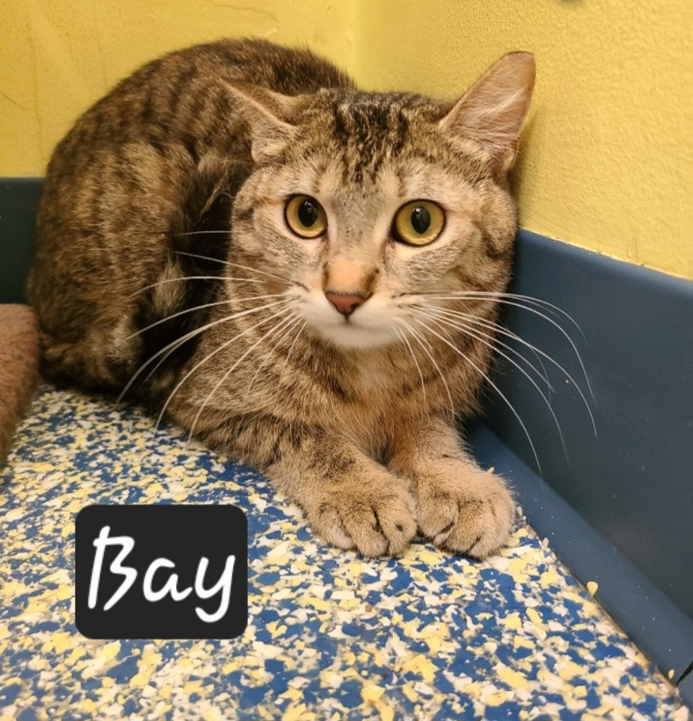 Bay, an adoptable Domestic Short Hair in Maumelle, AR, 72113 | Photo Image 4