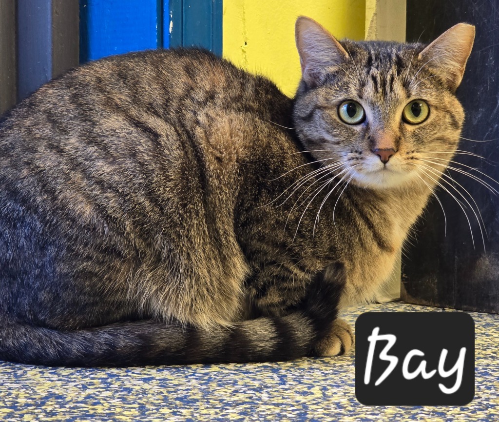 Bay, an adoptable Domestic Short Hair in Maumelle, AR, 72113 | Photo Image 5