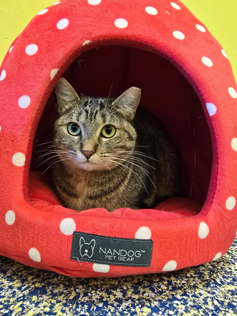Bay, an adoptable Domestic Short Hair in Maumelle, AR, 72113 | Photo Image 6