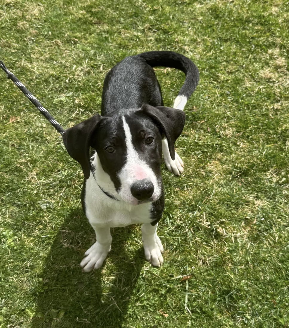 Rufus