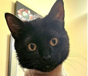 Esmeralda, Baby Female Domestic Short Hair