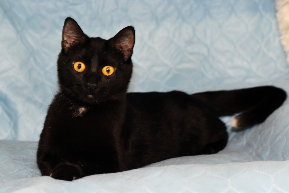 Esmeralda