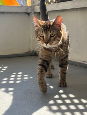 Chester, Young Male Domestic Short Hair