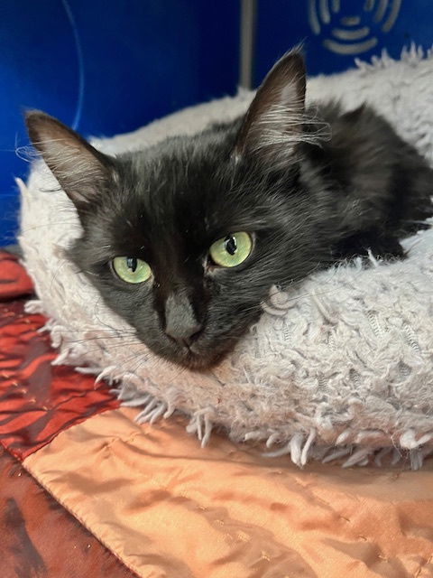 Binx