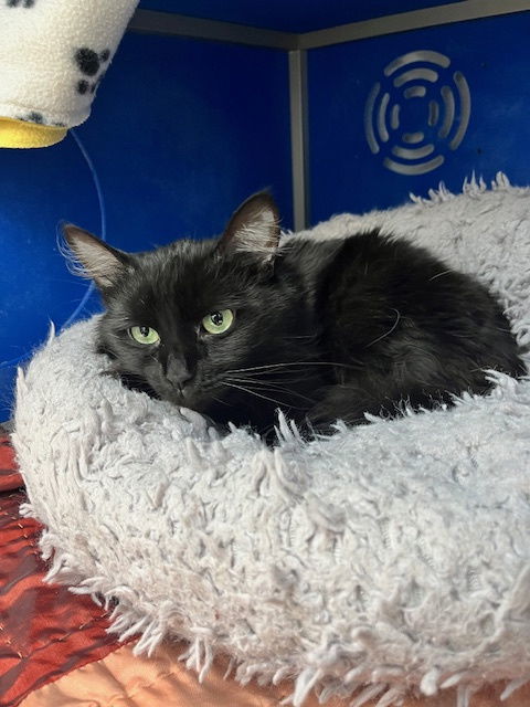Binx
