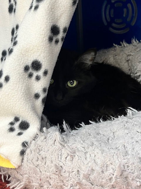 Binx