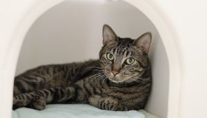 Tofu, Adult Male Domestic Short Hair