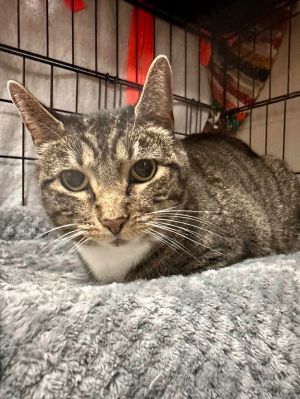 Little Bit, Adult Female Domestic Short Hair