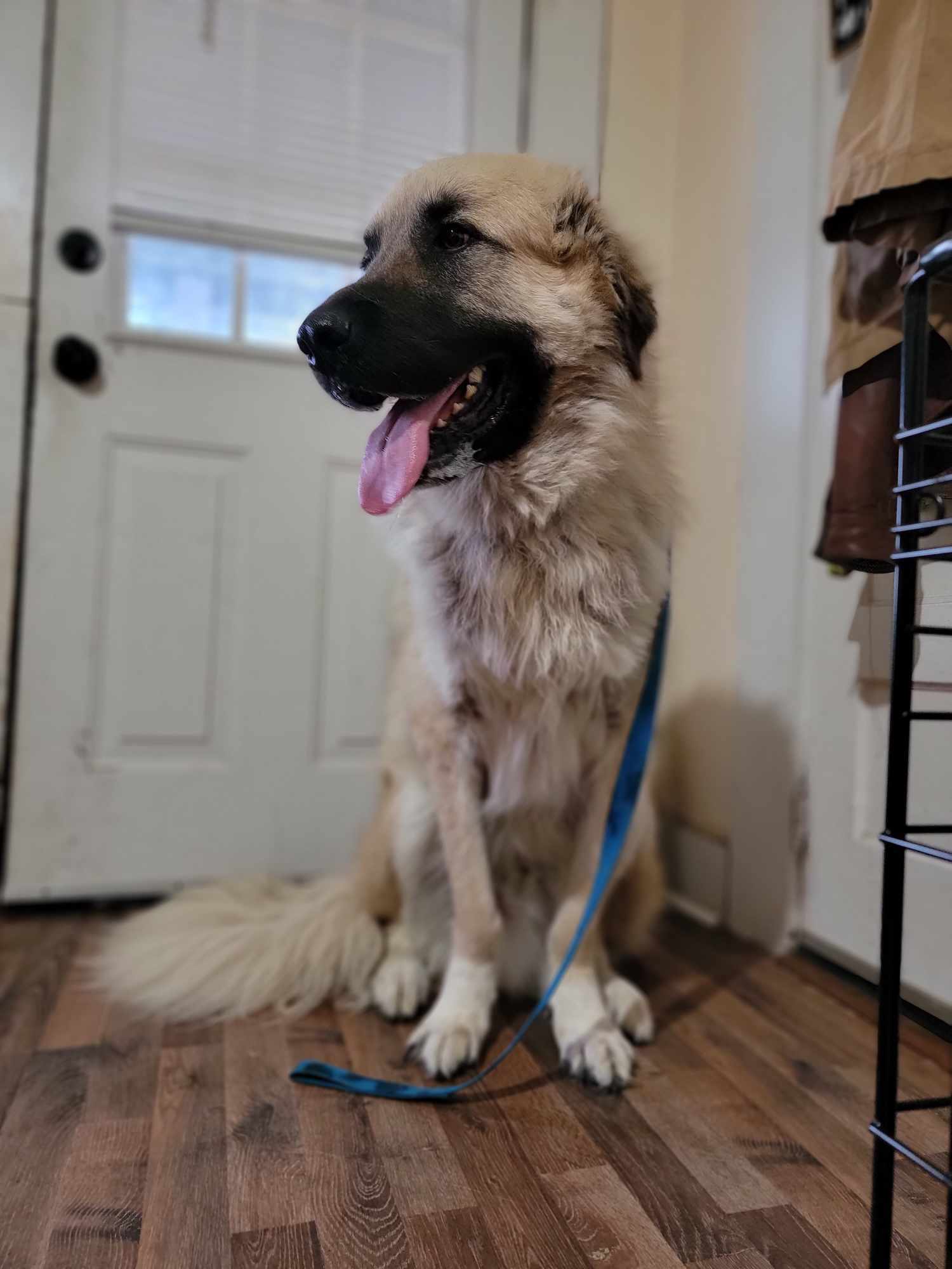 Logan- gentle giant