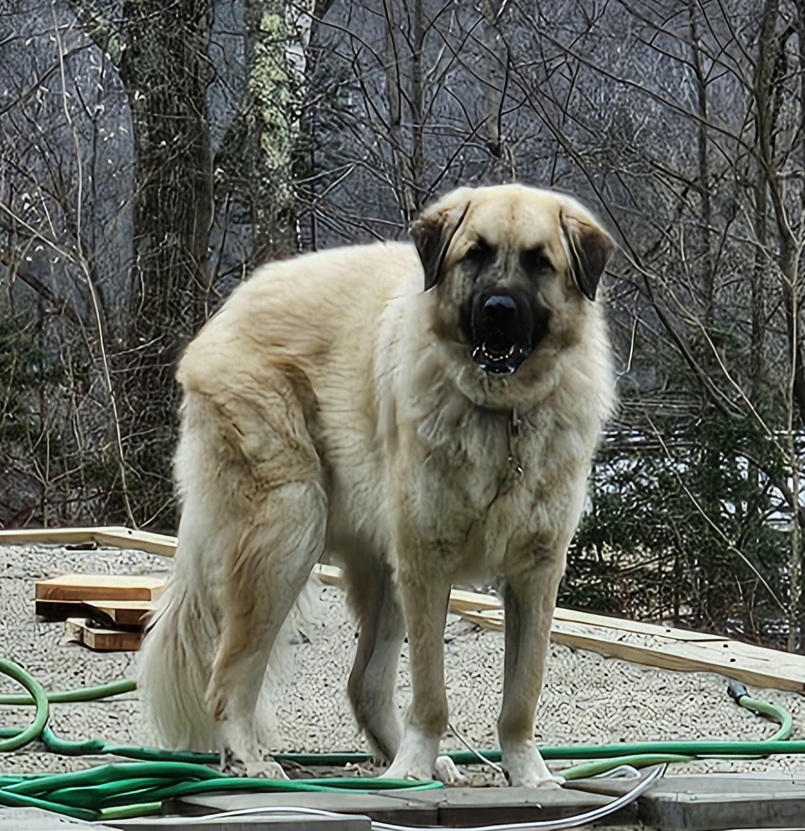 Logan- gentle giant