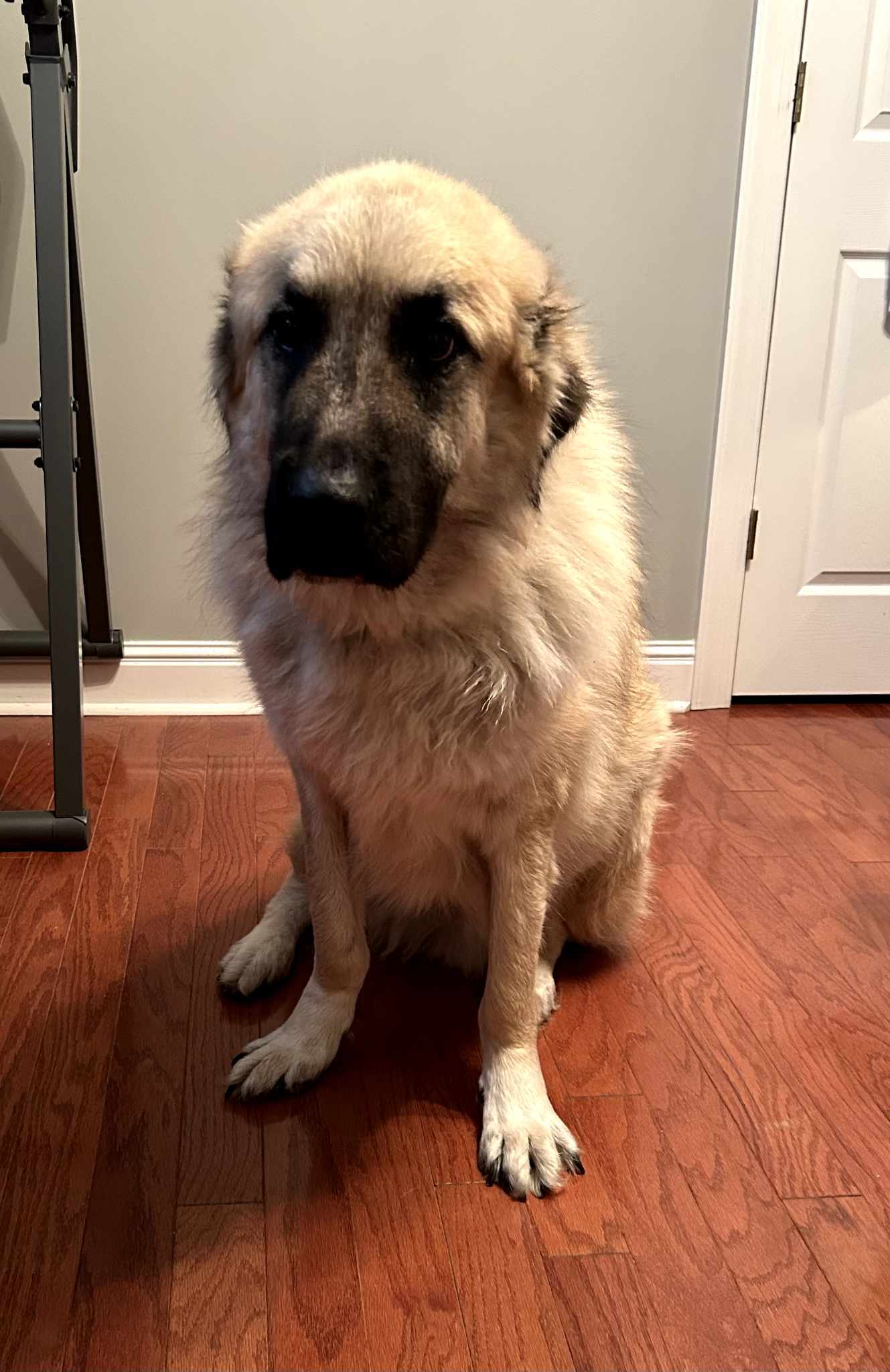 Logan- gentle giant
