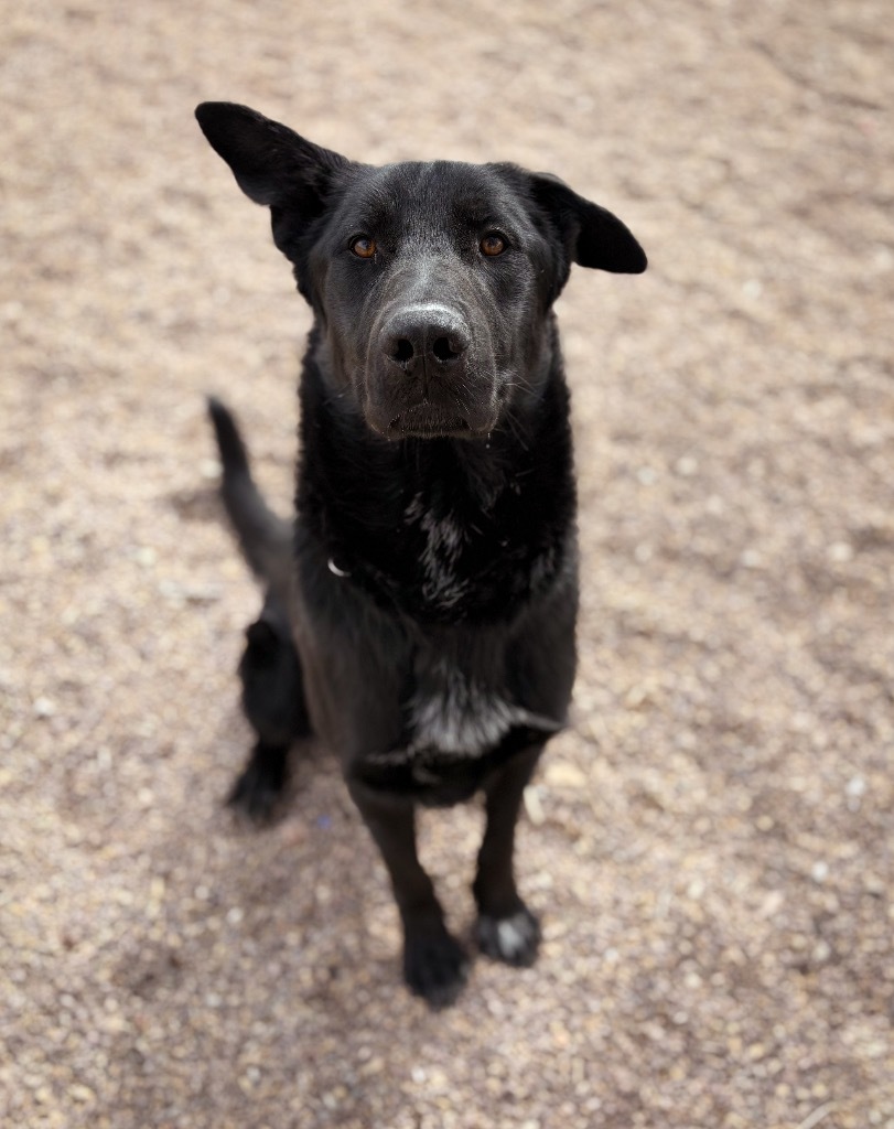 Duke, an adoptable German Shepherd Dog, Mixed Breed in Rock Springs, WY, 82901 | Photo Image 1