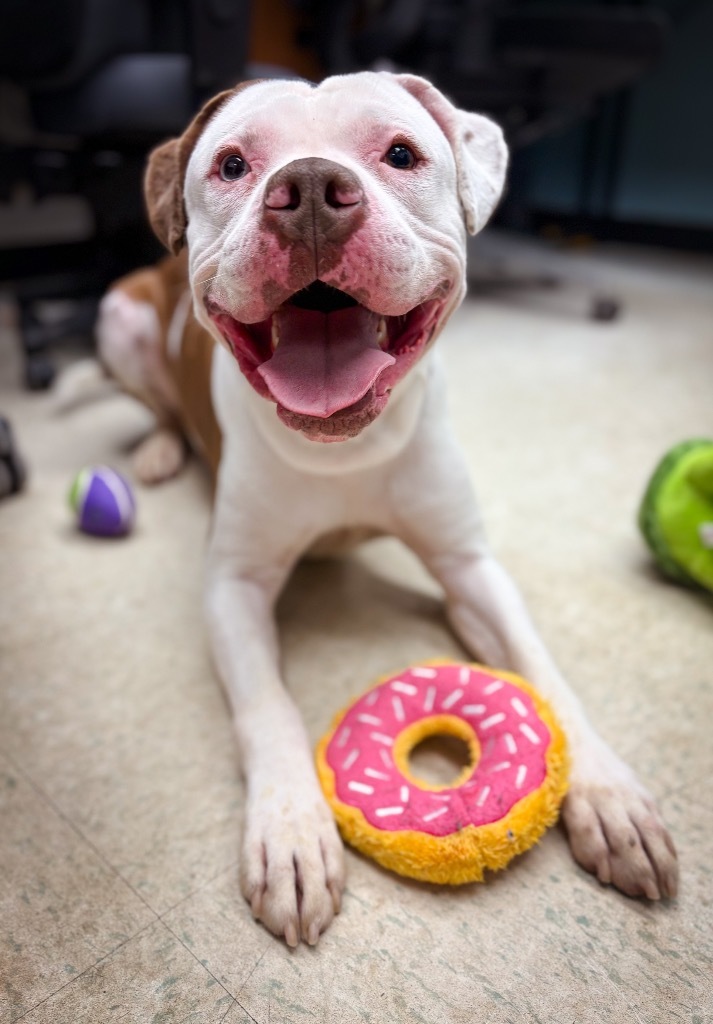 Schmidt, an adoptable Pit Bull Terrier, Mastiff in Rock Springs, WY, 82901 | Photo Image 1