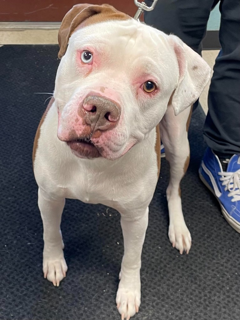 Schmidt, an adoptable Pit Bull Terrier, Mastiff in Rock Springs, WY, 82901 | Photo Image 2