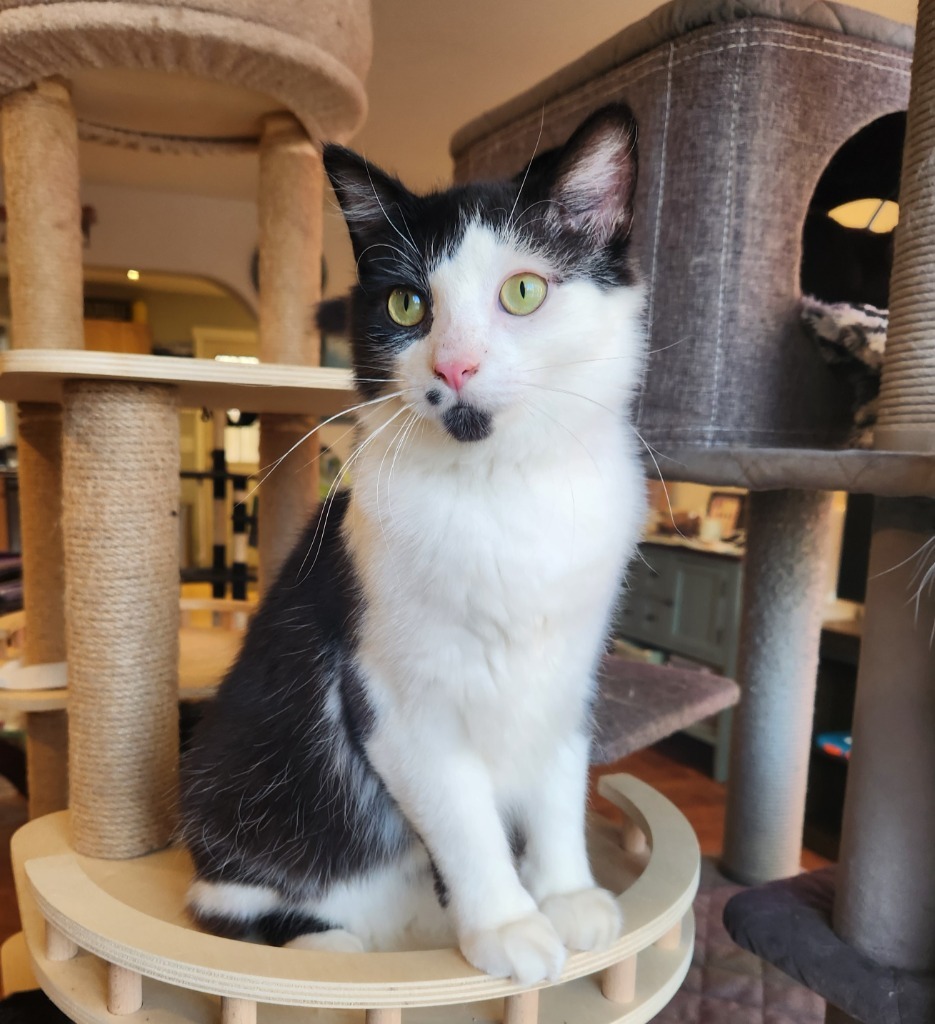 Fairfax, an adoptable Domestic Medium Hair in Palmer, AK, 99645 | Photo Image 1