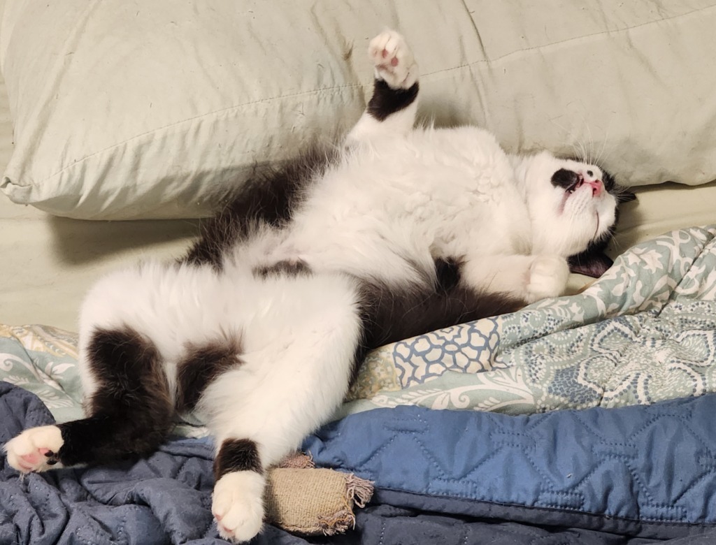 Fairfax, an adoptable Domestic Medium Hair in Palmer, AK, 99645 | Photo Image 2