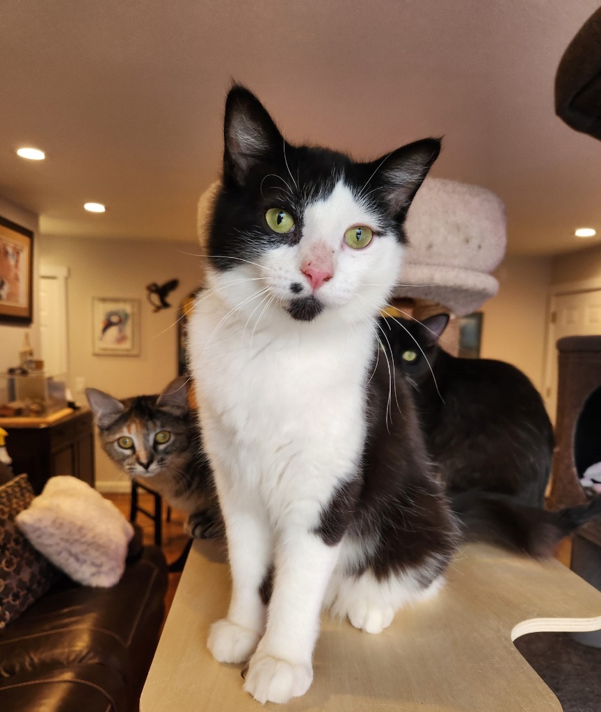 Fairfax, an adoptable Domestic Medium Hair in Palmer, AK, 99645 | Photo Image 3