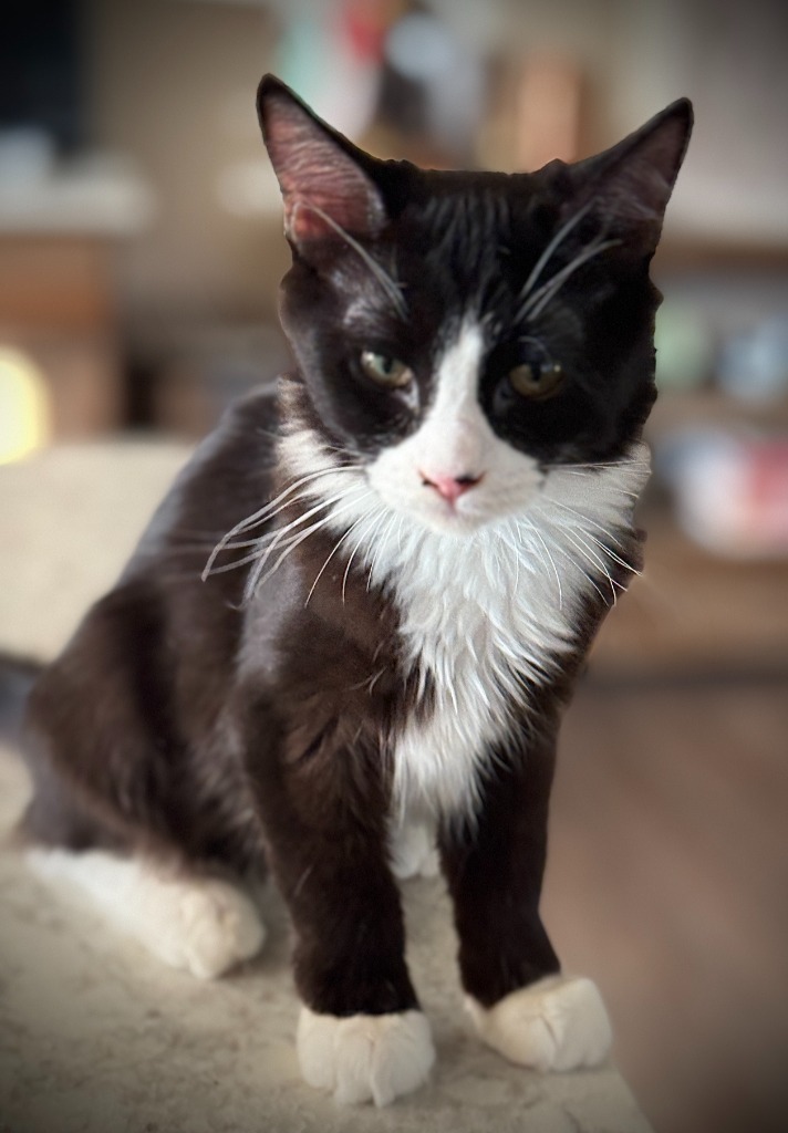 Charade, an adoptable Domestic Medium Hair in Palmer, AK, 99645 | Photo Image 1