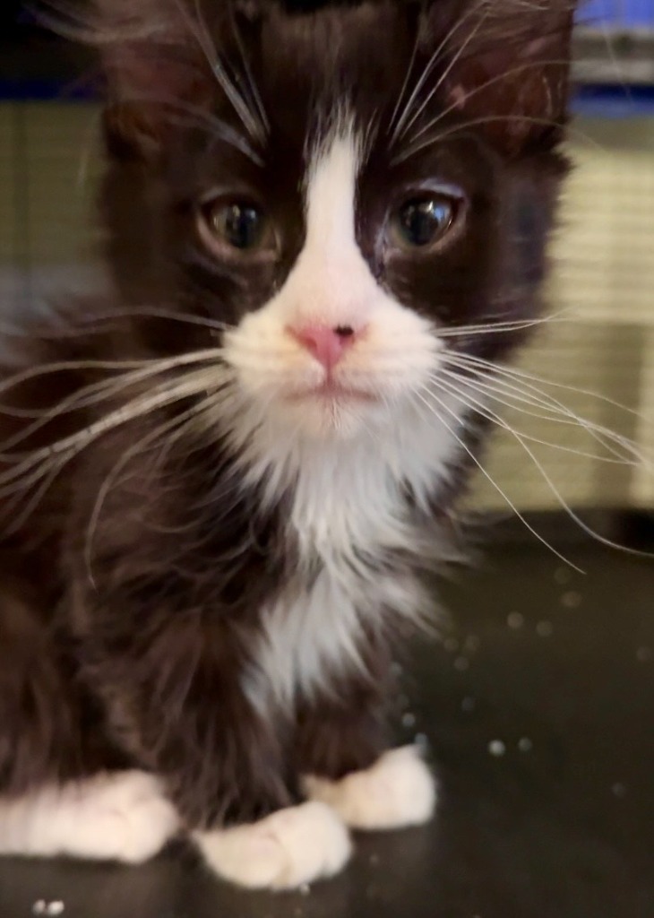 Charade, an adoptable Domestic Medium Hair in Palmer, AK, 99645 | Photo Image 2