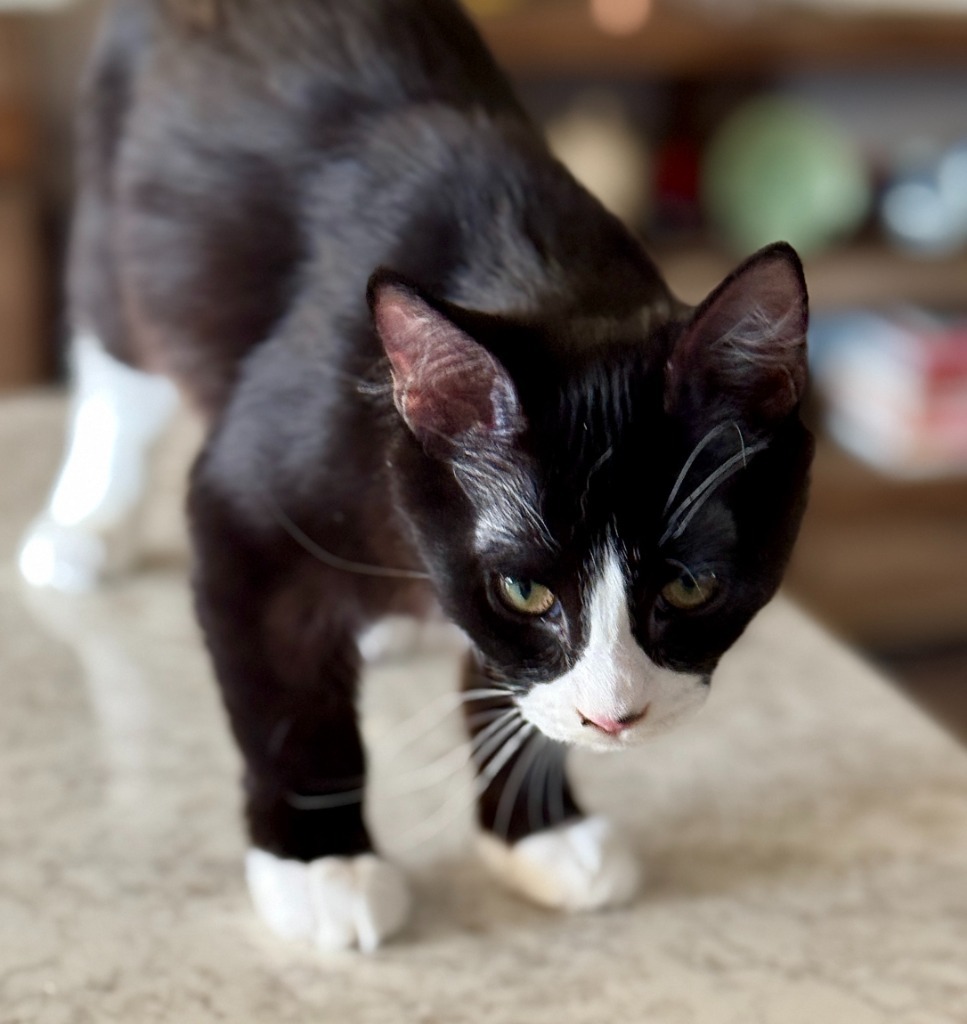 Charade, an adoptable Domestic Medium Hair in Palmer, AK, 99645 | Photo Image 3
