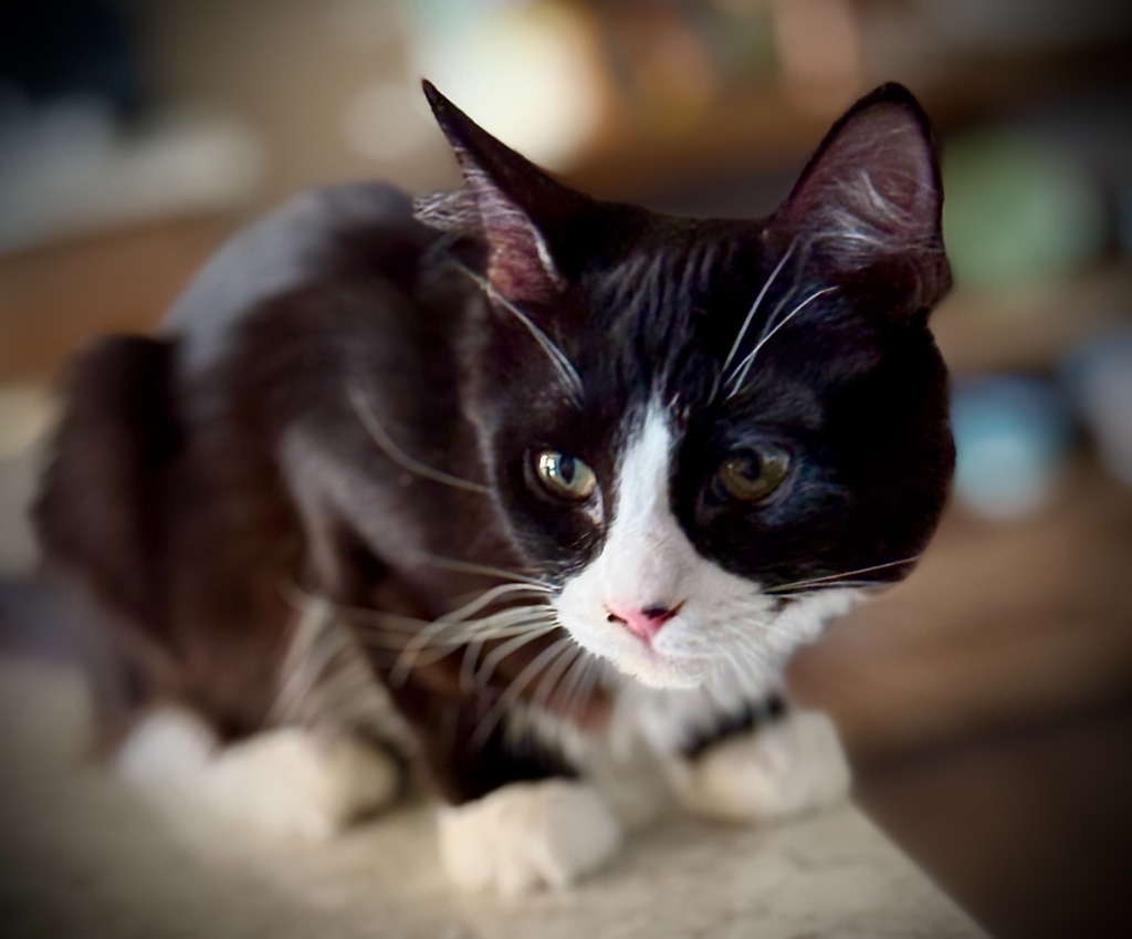 Charade, an adoptable Domestic Medium Hair in Palmer, AK, 99645 | Photo Image 4