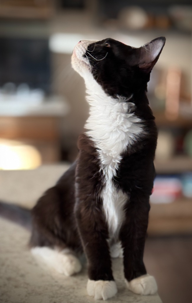 Charade, an adoptable Domestic Medium Hair in Palmer, AK, 99645 | Photo Image 5