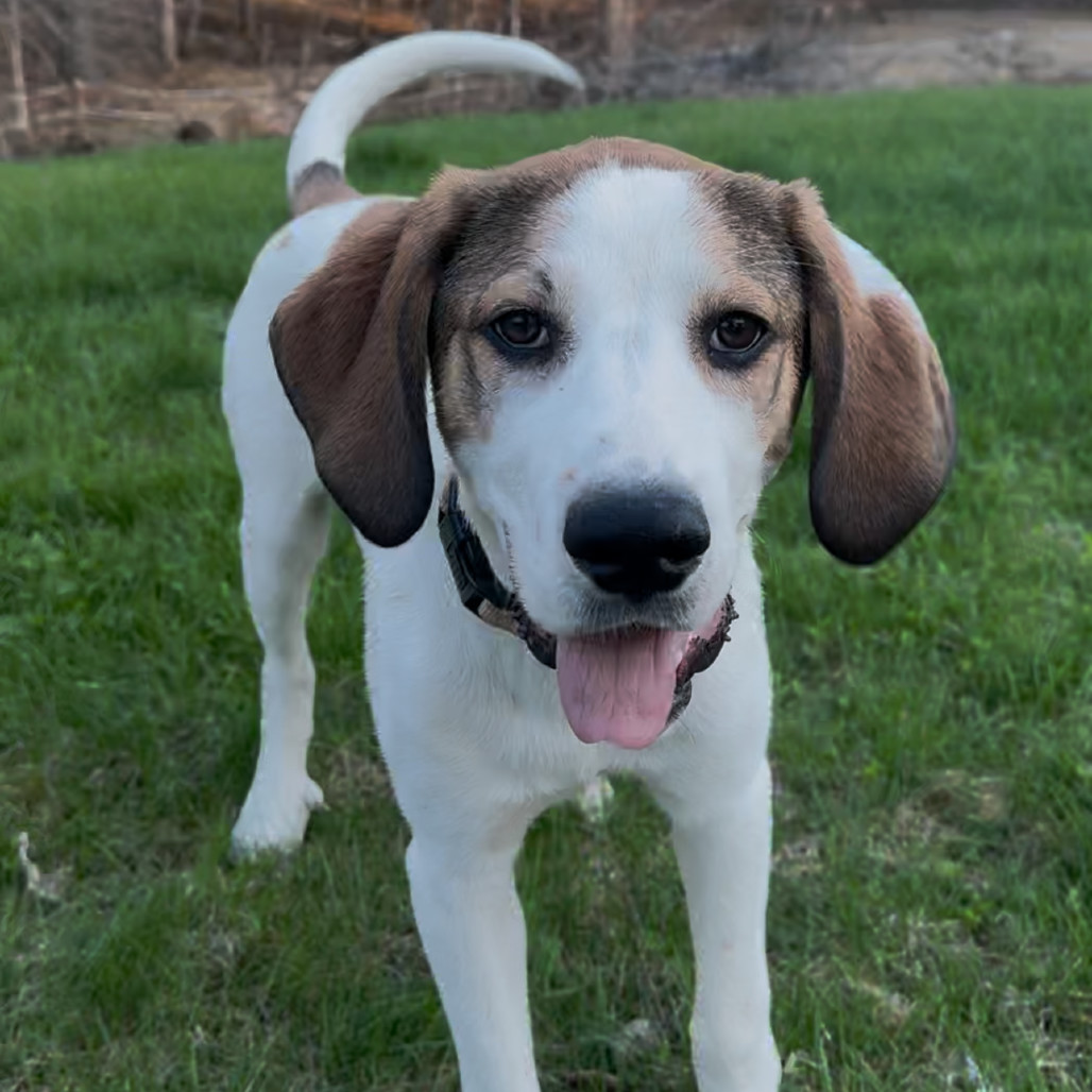 Luna, an adoptable Great Pyrenees, Treeing Walker Coonhound in Oxford, ME, 04270 | Photo Image 1