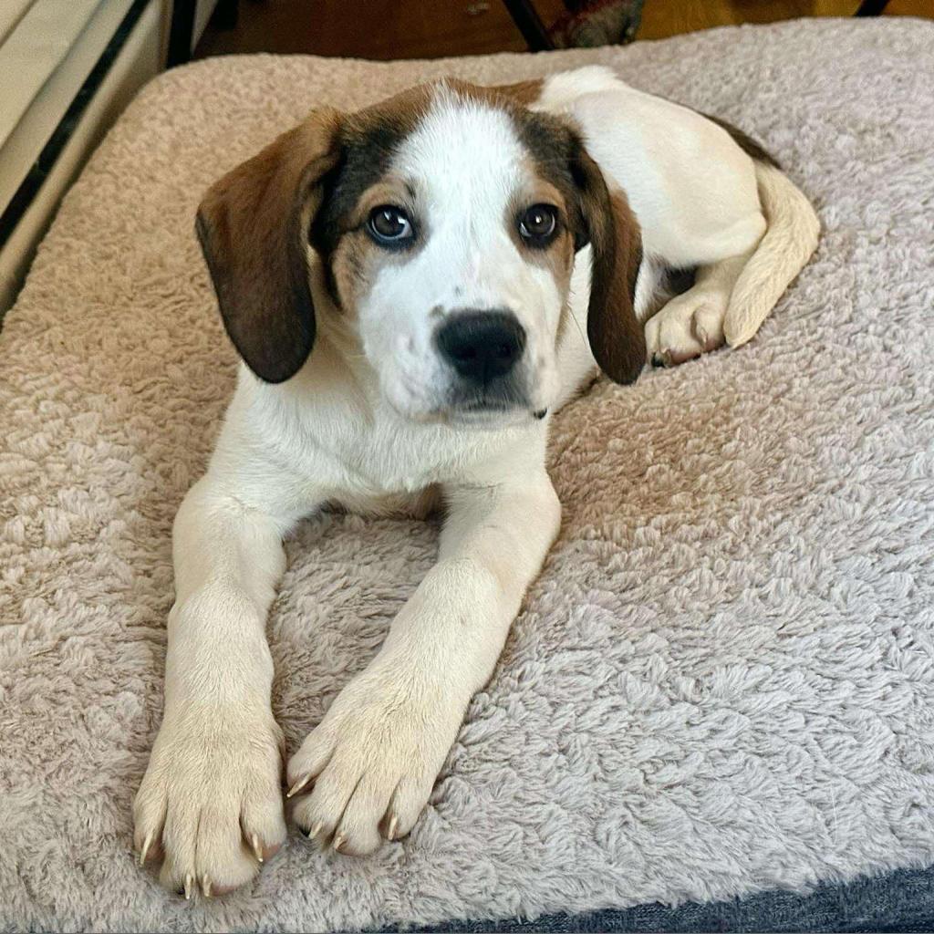 Luna, an adoptable Great Pyrenees, Treeing Walker Coonhound in Oxford, ME, 04270 | Photo Image 2