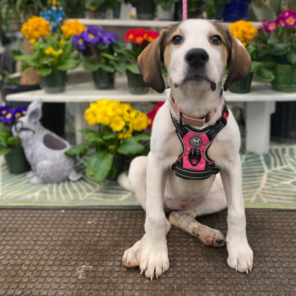 Luna, an adoptable Great Pyrenees, Treeing Walker Coonhound in Oxford, ME, 04270 | Photo Image 3