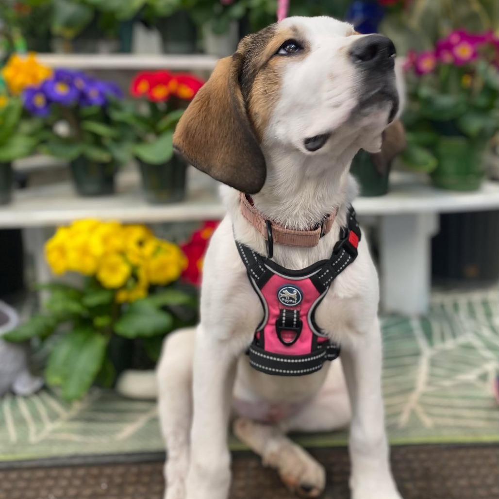 Luna, an adoptable Great Pyrenees, Treeing Walker Coonhound in Oxford, ME, 04270 | Photo Image 4