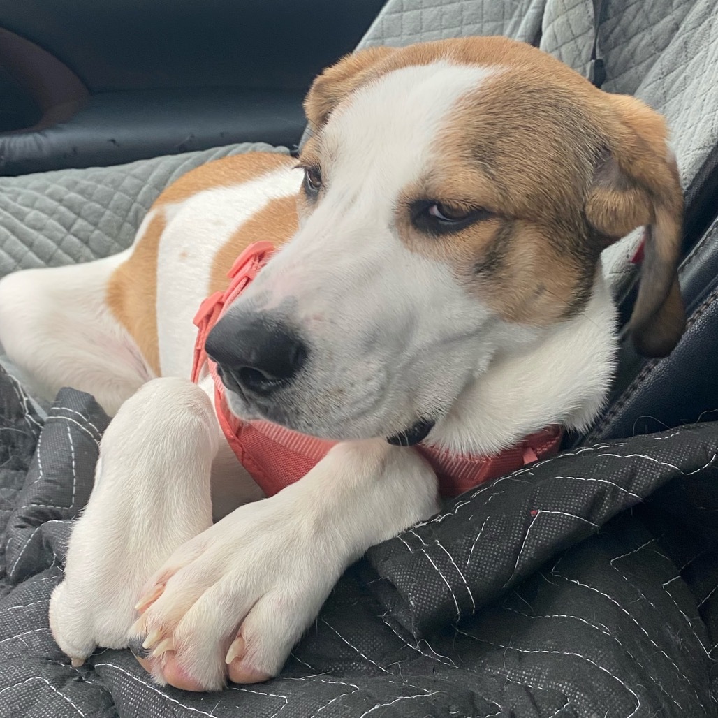 Luna, an adoptable Great Pyrenees, Treeing Walker Coonhound in Oxford, ME, 04270 | Photo Image 5