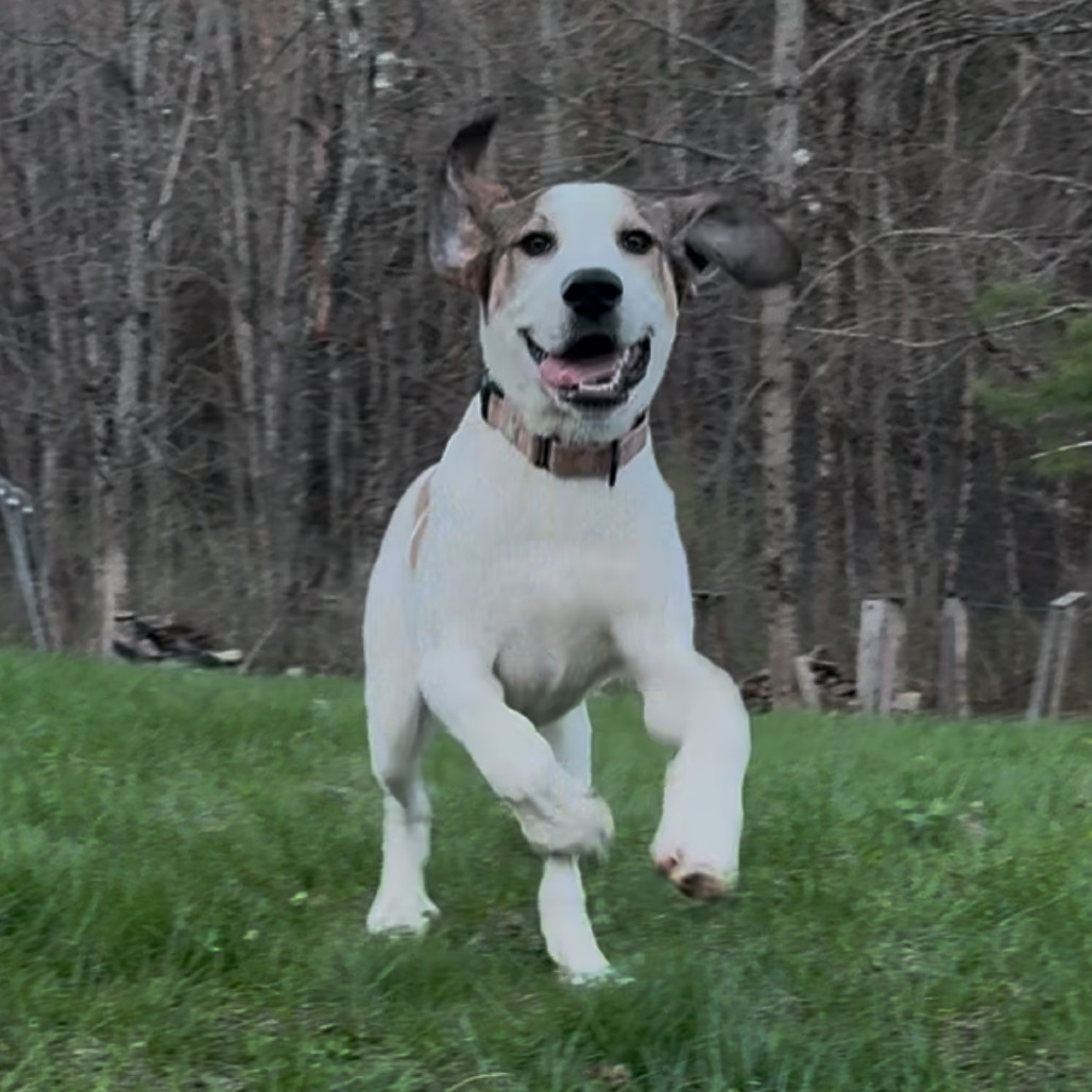 Luna, an adoptable Great Pyrenees, Treeing Walker Coonhound in Oxford, ME, 04270 | Photo Image 6