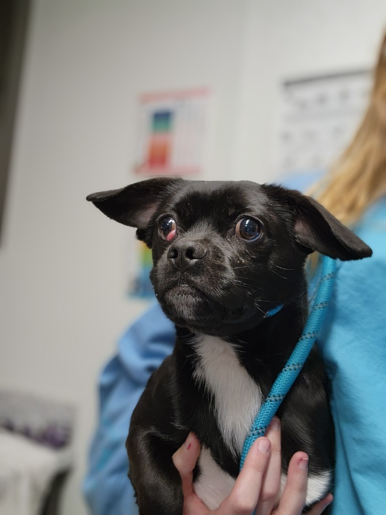 Gargamel, an adoptable Mixed Breed in Minot, ND, 58702 | Photo Image 1
