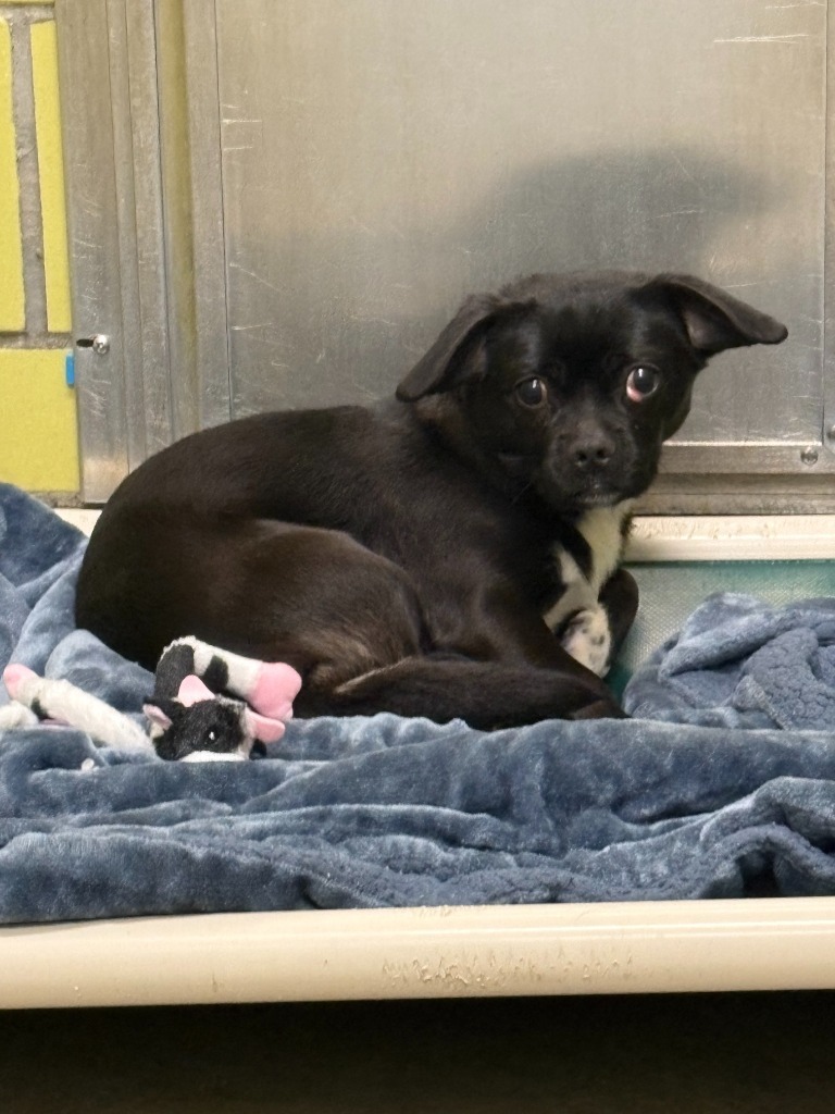 Gargamel, an adoptable Mixed Breed in Minot, ND, 58702 | Photo Image 2