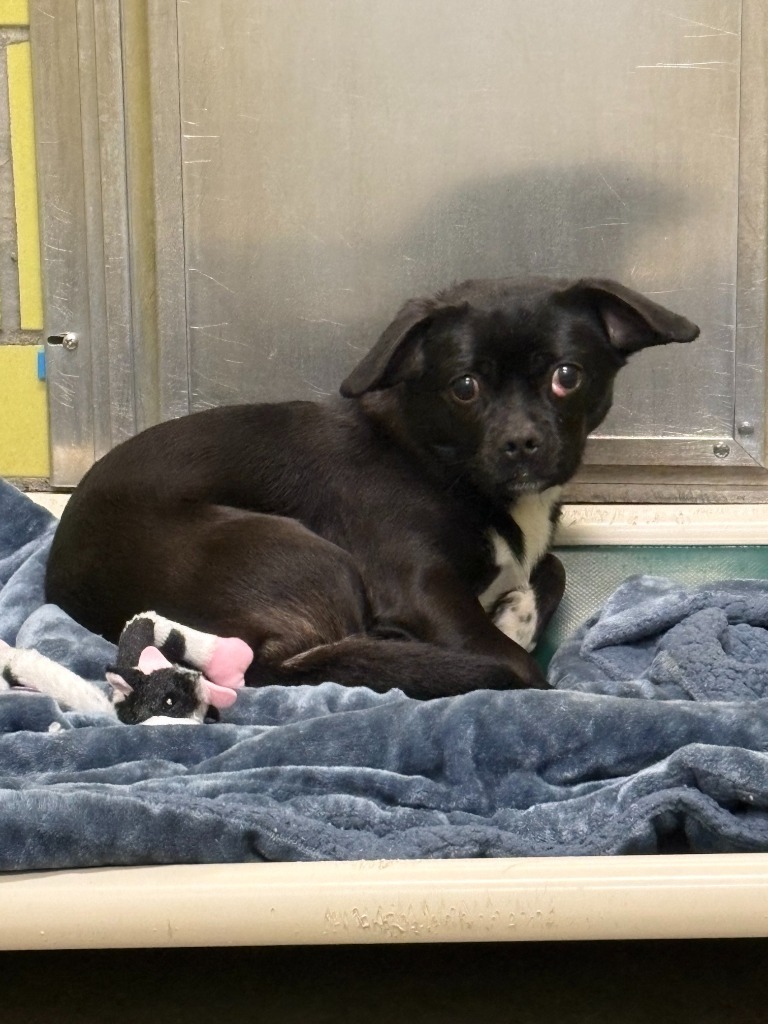 Gargamel, an adoptable Mixed Breed in Minot, ND, 58702 | Photo Image 3