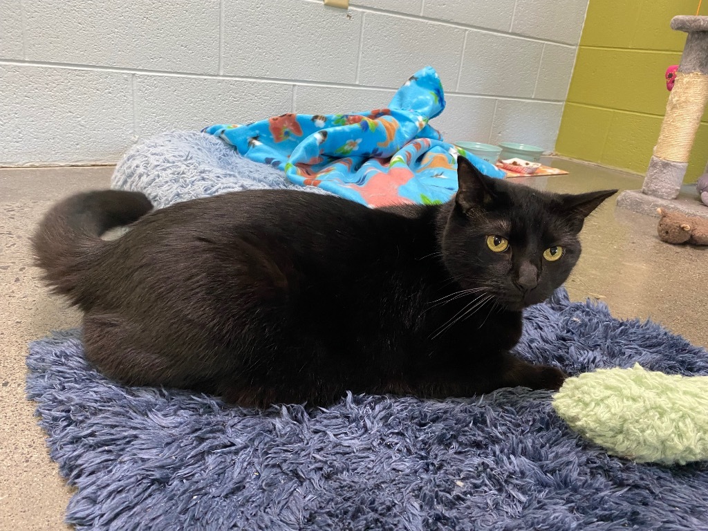 Kevin (Glendale)