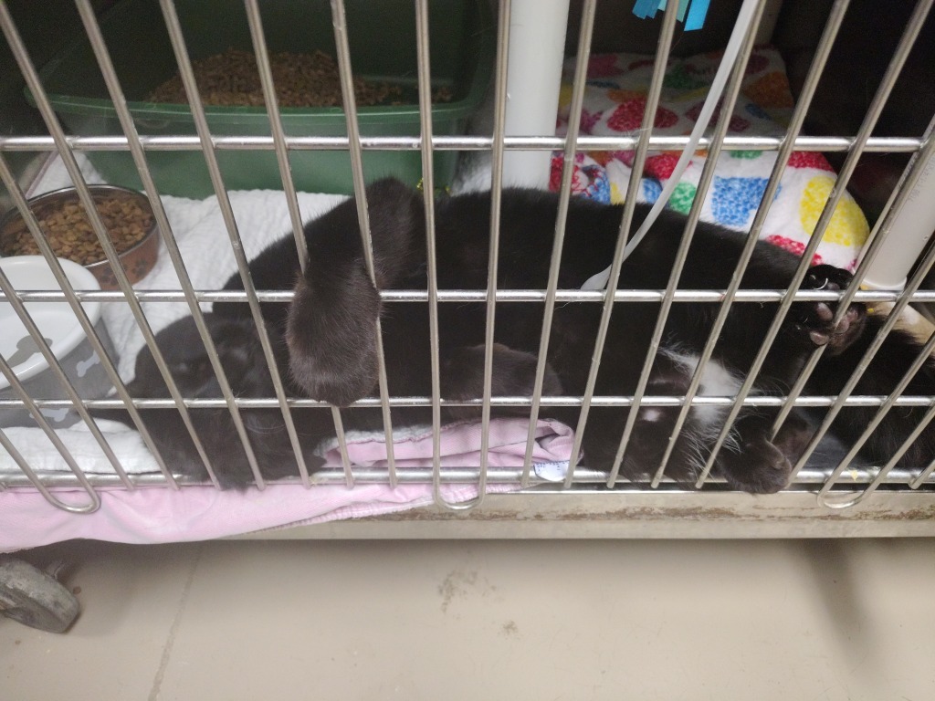 Kevin (Glendale)