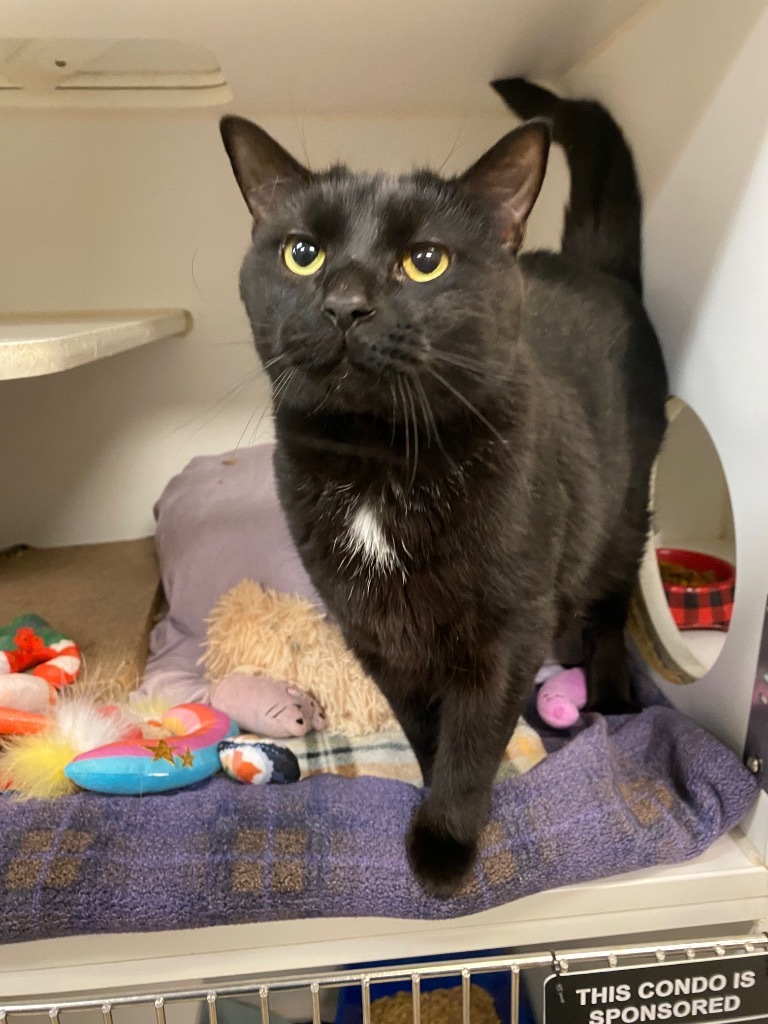 Kevin (Glendale)