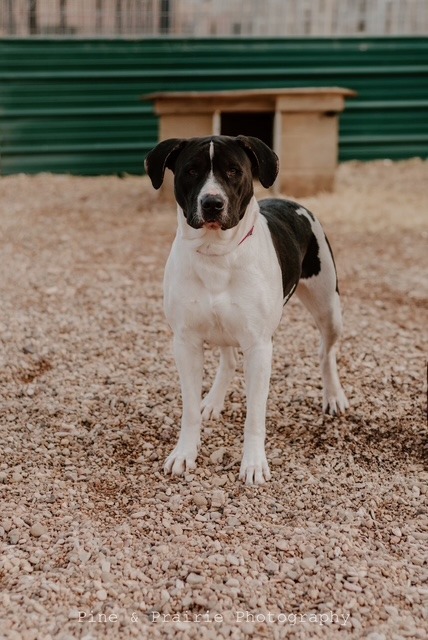 Milli, an adoptable Mixed Breed in Hot Springs, SD, 57747 | Photo Image 1