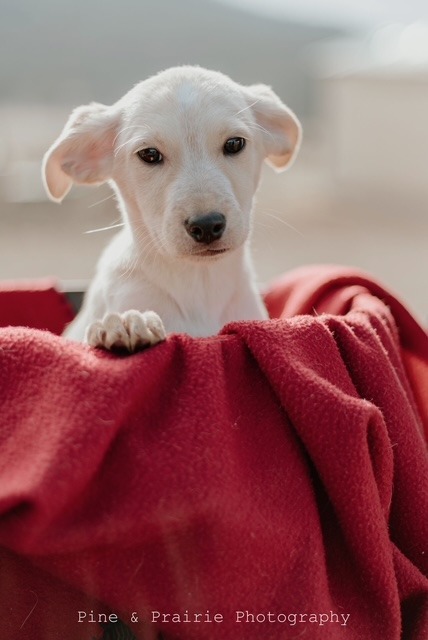 Bruno, an adoptable Mixed Breed in Hot Springs, SD, 57747 | Photo Image 1