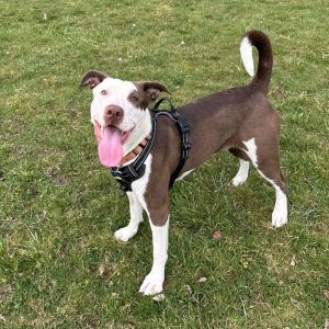 Wonderful and silly Lou is adoptable and ready to bring joy and fun to your home Our sweet and curi